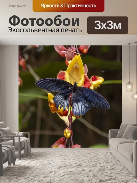 Фотообои черная бабочка
