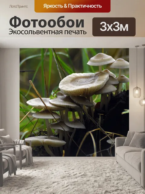 Фотообои Грибы