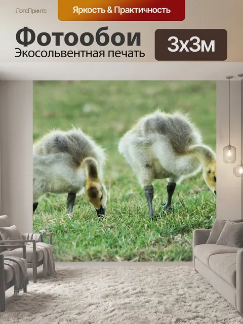 Фотообои Два гусят гуся