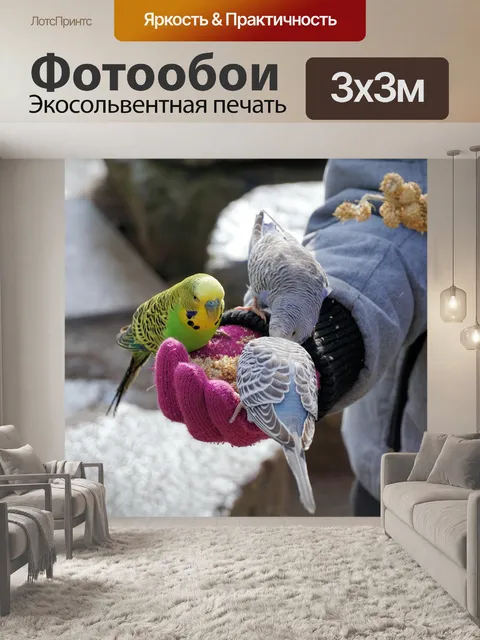 Фотообои Волнистый попугайчик