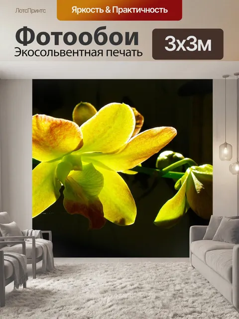 Фотообои Орхидея