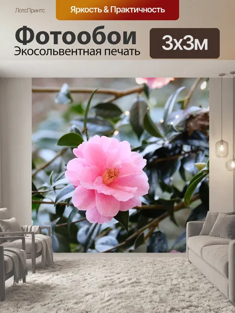 Фотообои Камелия, розовый цветок