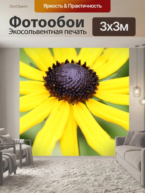 Фотообои Рудбекия