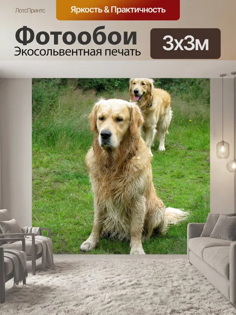 Фотообои Золотистый ретривер