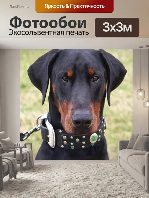 Фотообои Доберман