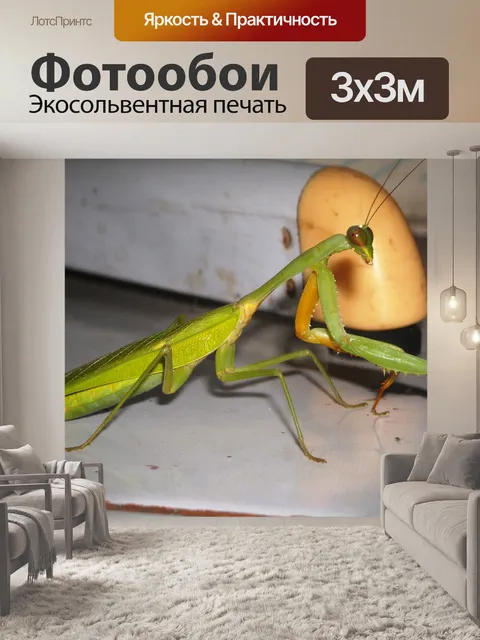 Фотообои Богомол