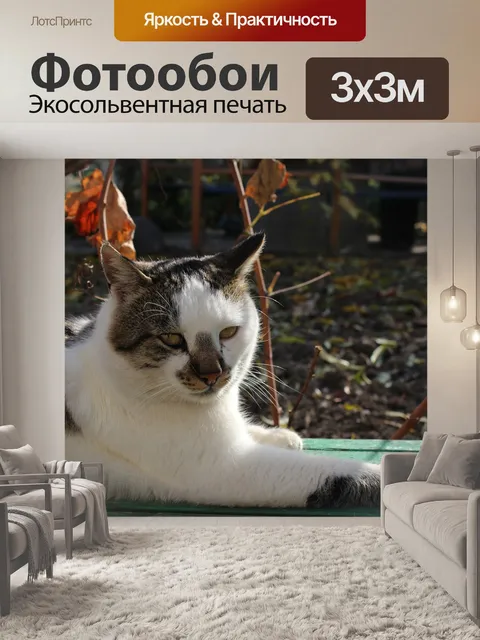 Фотообои Кот
