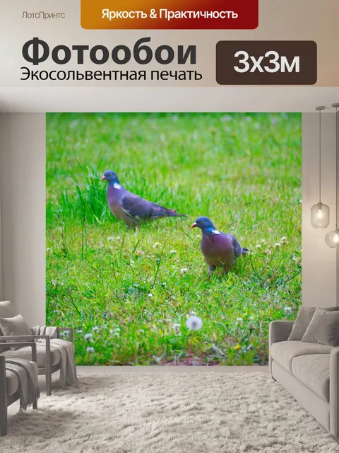 Фотообои Пара горлиц на лугу