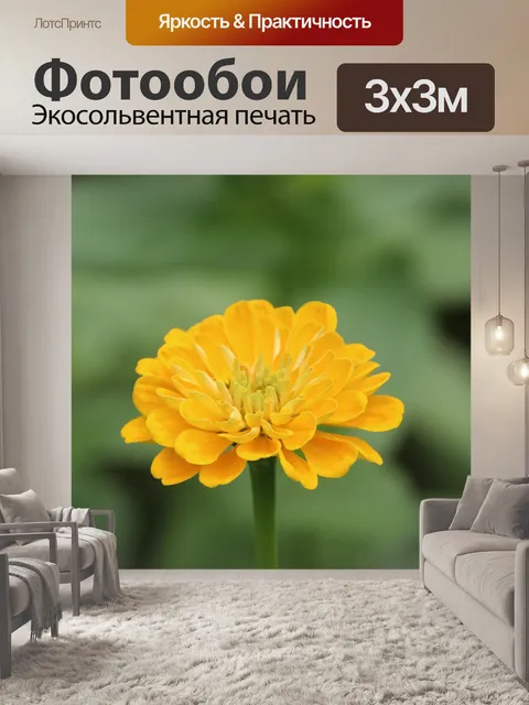 Фотообои Цинния