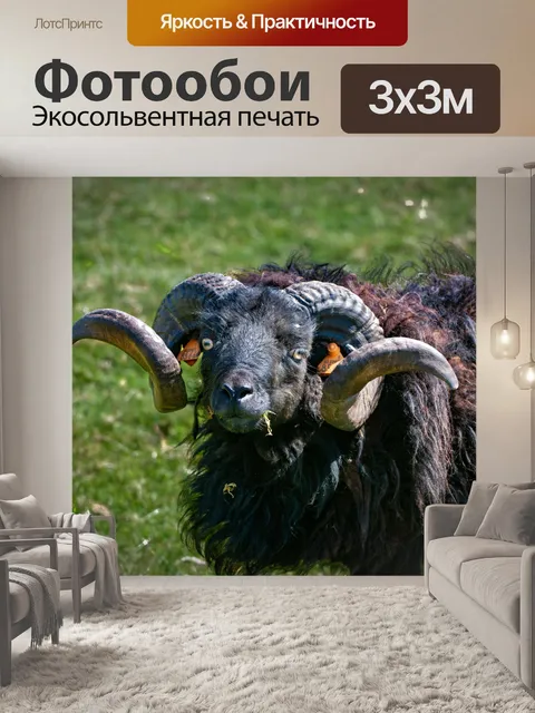 Фотообои Овцы, Ушантские овцы, животное