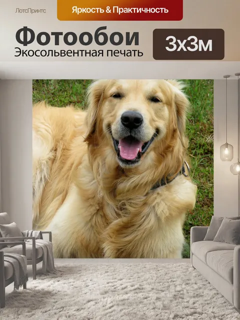 Фотообои Золотистый ретривер