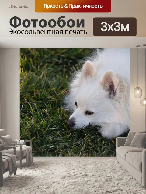 Фотообои Белый шпиц в золотом свете