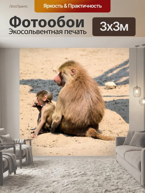 Фотообои Бабуин 6