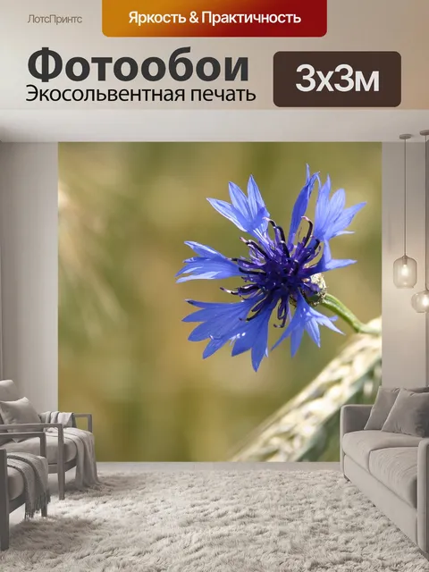 Фотообои Васильковый