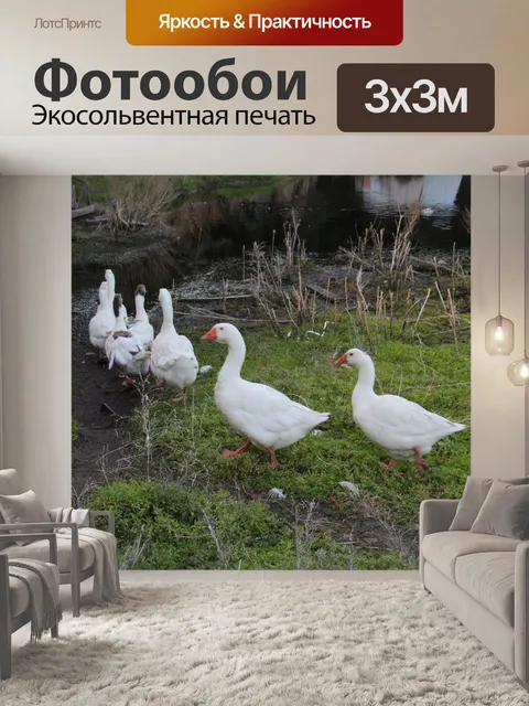 Фотообои Белые гуси