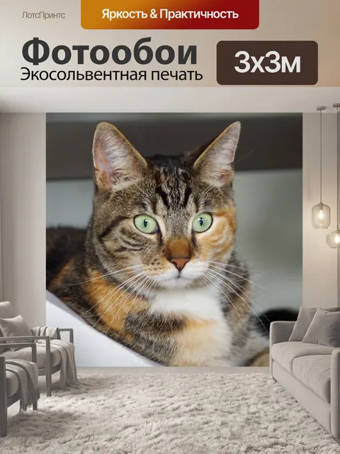 Фотообои Кошка