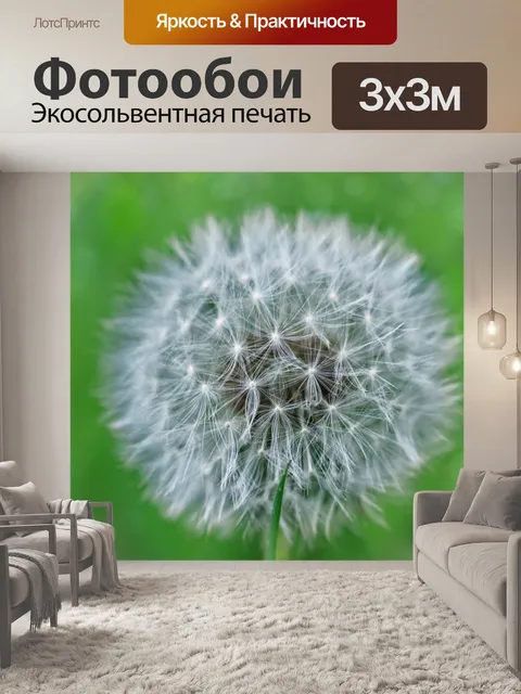 Фотообои Одуванчик капли цветут