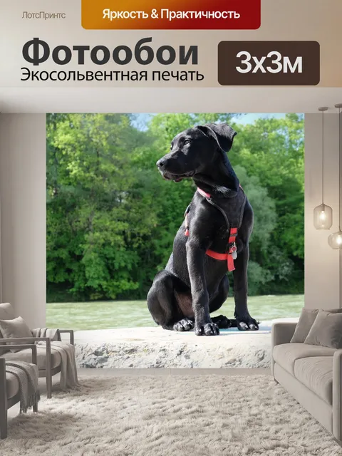 Фотообои Сидеть