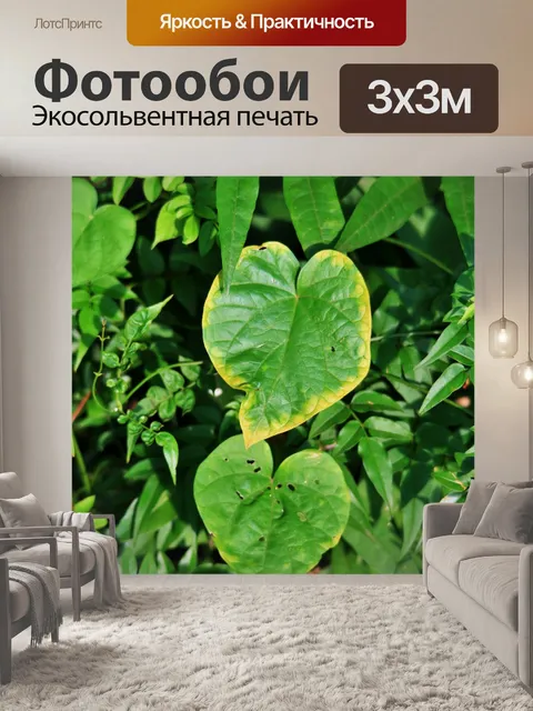 Фотообои Утренняя слава с желтым краем