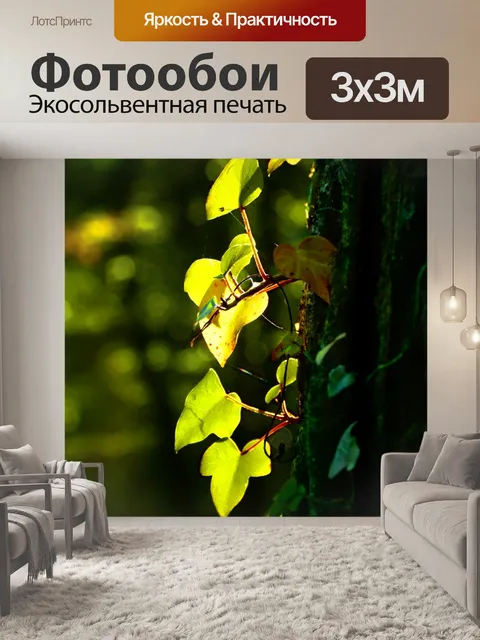 Фотообои Плющ дерево солнечный свет