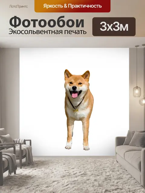 Фотообои Собака, изолированных на белый