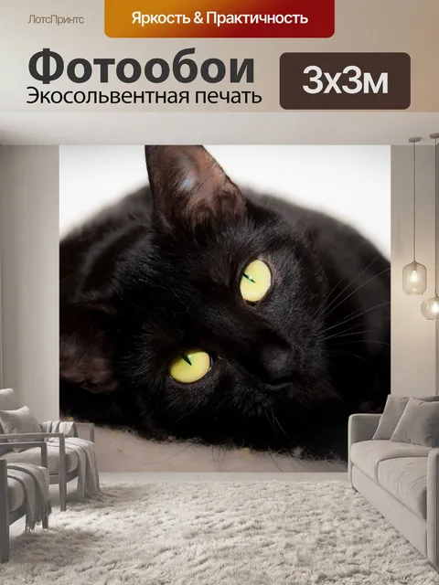 Фотообои Черный кот