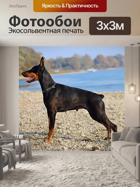 Фотообои Доберман