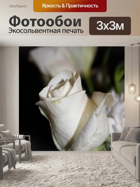 Фотообои Белая роза