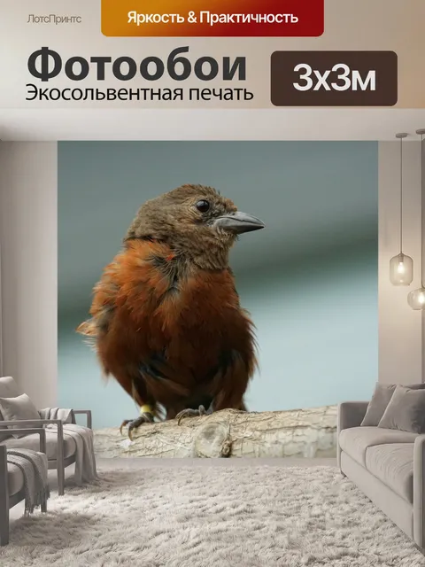 Фотообои Птица