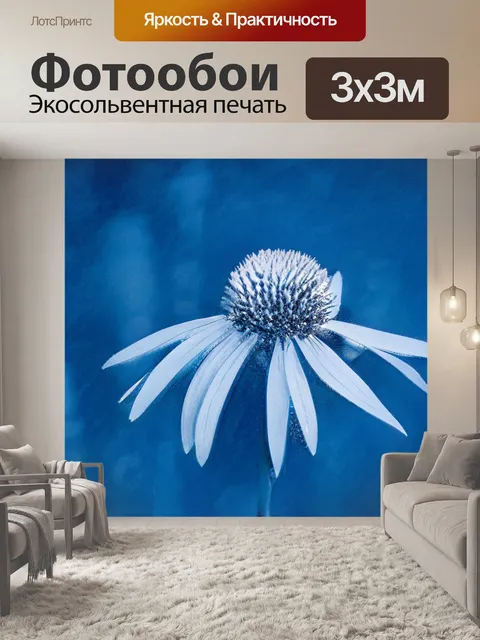 Фотообои Цветок эхинацеи