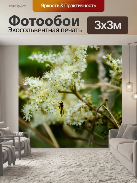 Фотообои Муха, насекомое, журчалка