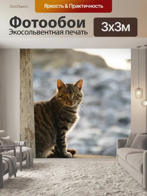 Фотообои Кот