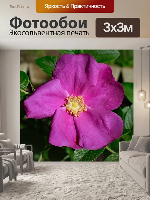 Фотообои Ярко-розовый морщинистый с каплями дождя