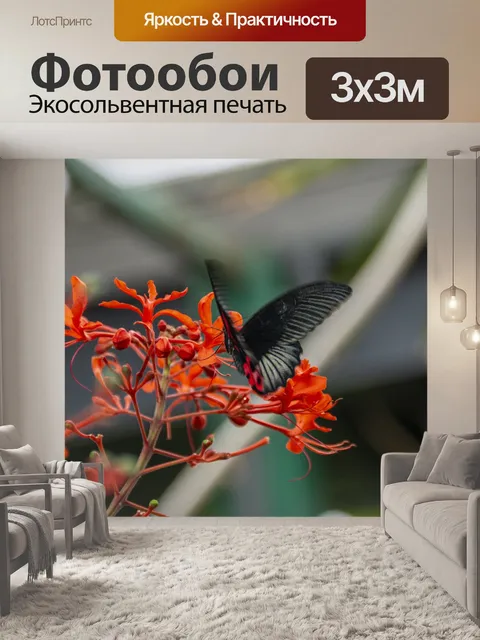 Фотообои черная бабочка