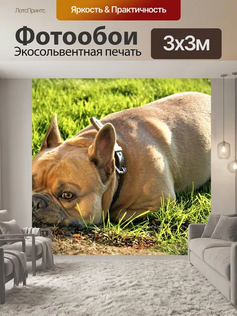 Фотообои Французский бульдог