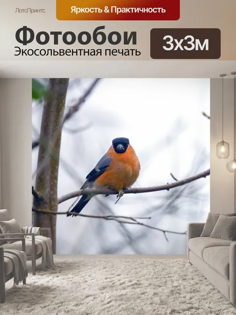 Фотообои Евразийский снегирь Птица