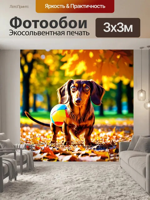 Фотообои длинношерстная такса, играющая с разноцветным мячом в парке, окруженная осенними листьями