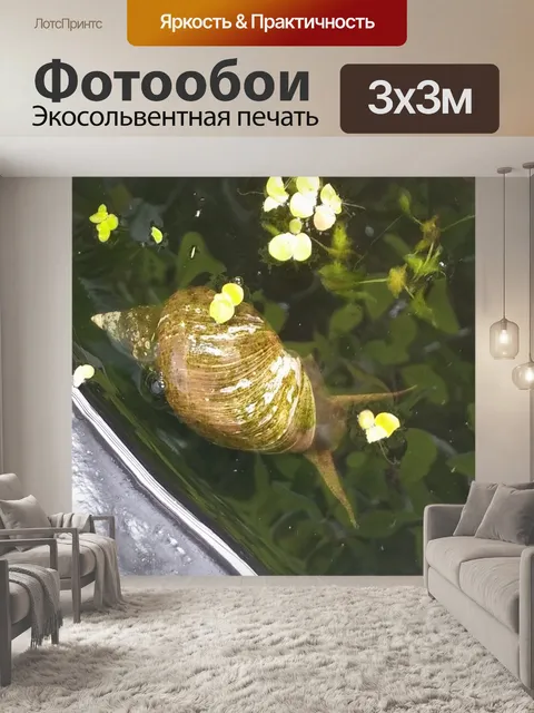 Фотообои Пруд улитки