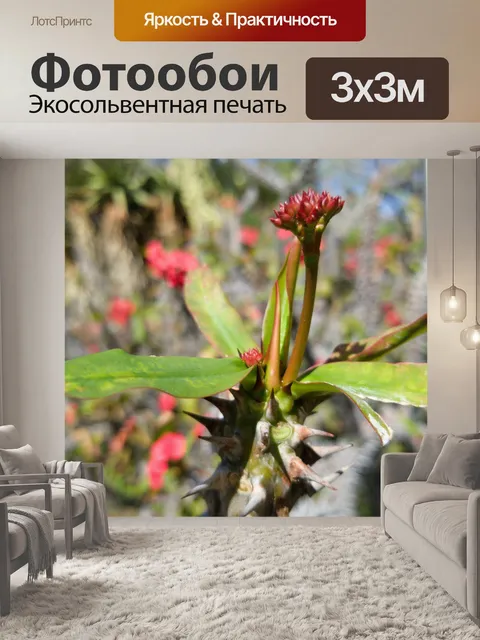 Фотообои Цветок кактуса в красном