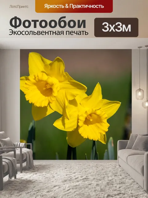 Фотообои Желтый цветок, Нарцисс
