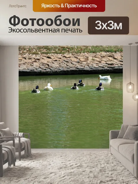 Фотообои утки уплывает