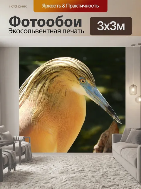 Фотообои Цапля vlasatá