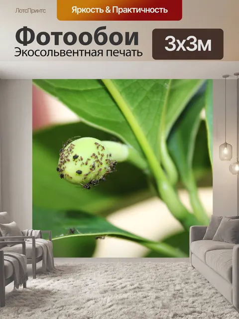 Фотообои черные муравьи на семена 2