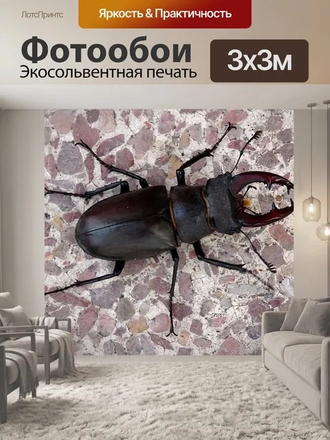 Фотообои Большой жук на пороге
