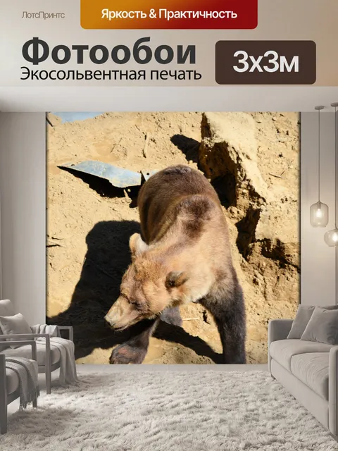 Фотообои Бурый медведь 05