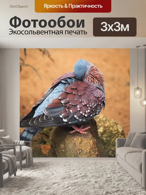 Фотообои крапчатый голубь, чистящий перья