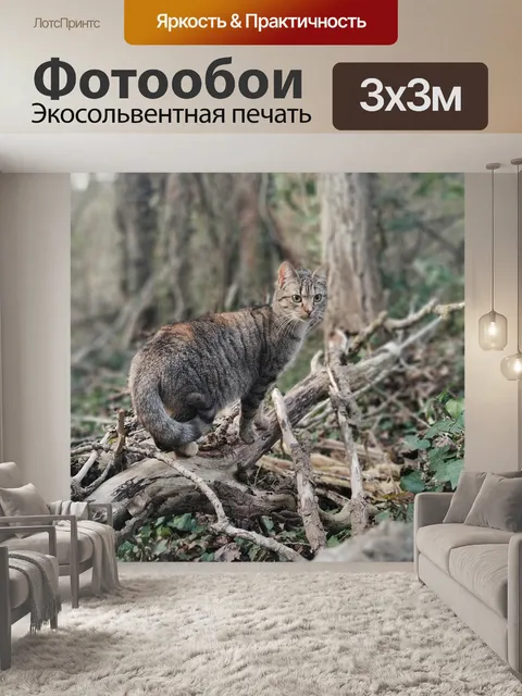 Фотообои Кошка