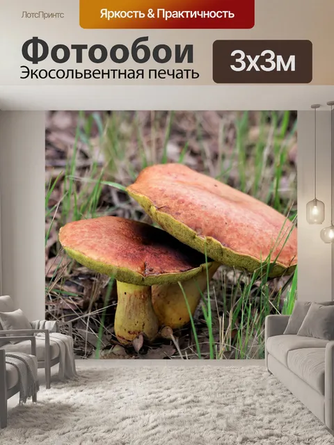 Фотообои Два коричневых болевых гриба