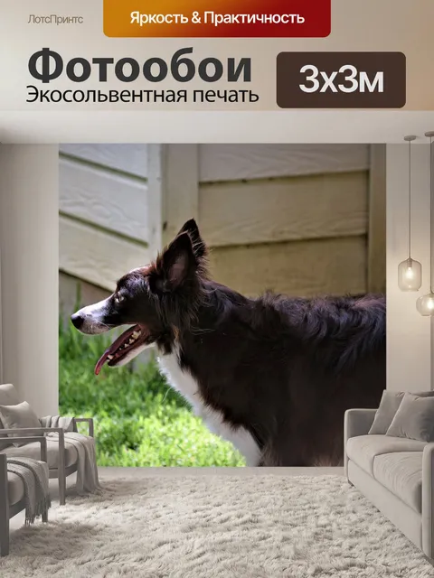Фотообои Бордер-колли