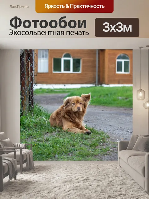 Фотообои Собака